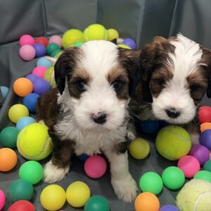Bernedoodle puppies playing with multi-colored balls