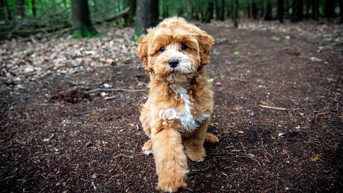 Goldendoodle in the midlle of training, giving the paw command successfully