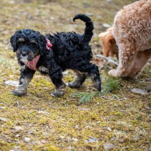 Bernedoodle puppy looking for his DIY dog toy