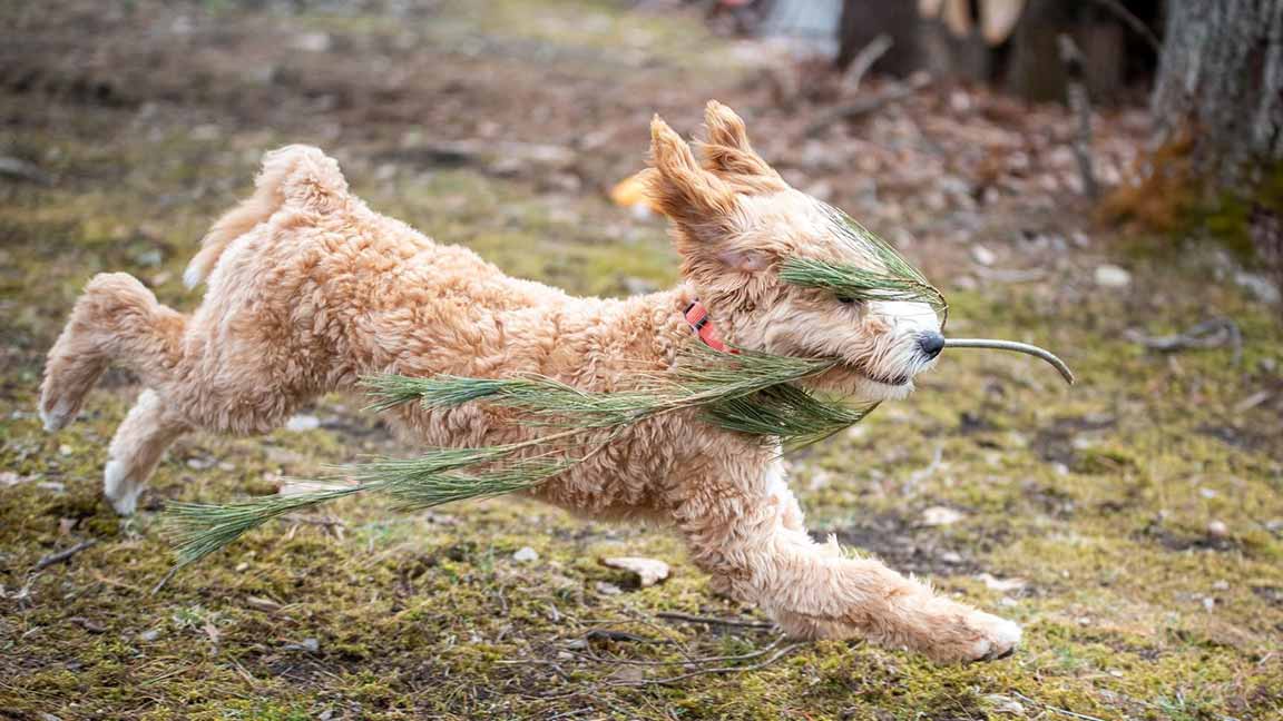Goldendoodle running with a branch in his mouth