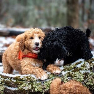 A black and a brown Goldendoodle playing 