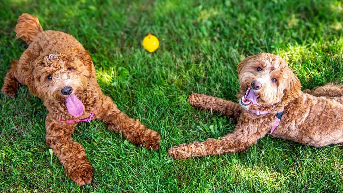 Two adult Goldendoodles laying in the grass after a play session with a ball