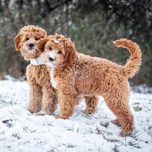Goldendoodle puppies posing together for a picture while standing in the snow