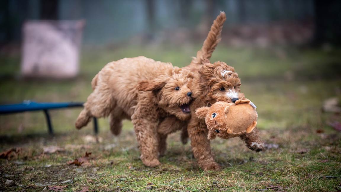 Two Goldendoodles playing with a toy while running