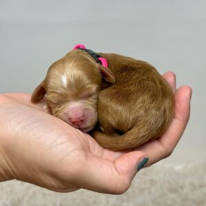 Mini Goldendoodle puppy sleeping
