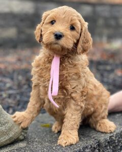 Goldendoodle puppy wearing a pink tie