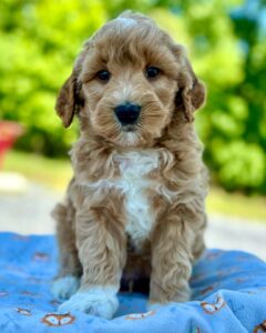 Goldendoodle puppy who is not suffering from separation in dogs thanks to early socialization
