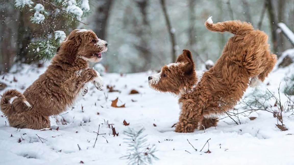 Two Goldendoodles playing and jumping in the snow on Christmas morning