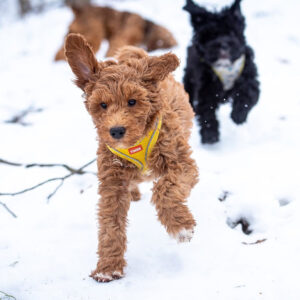 Two dogs running together in the snow