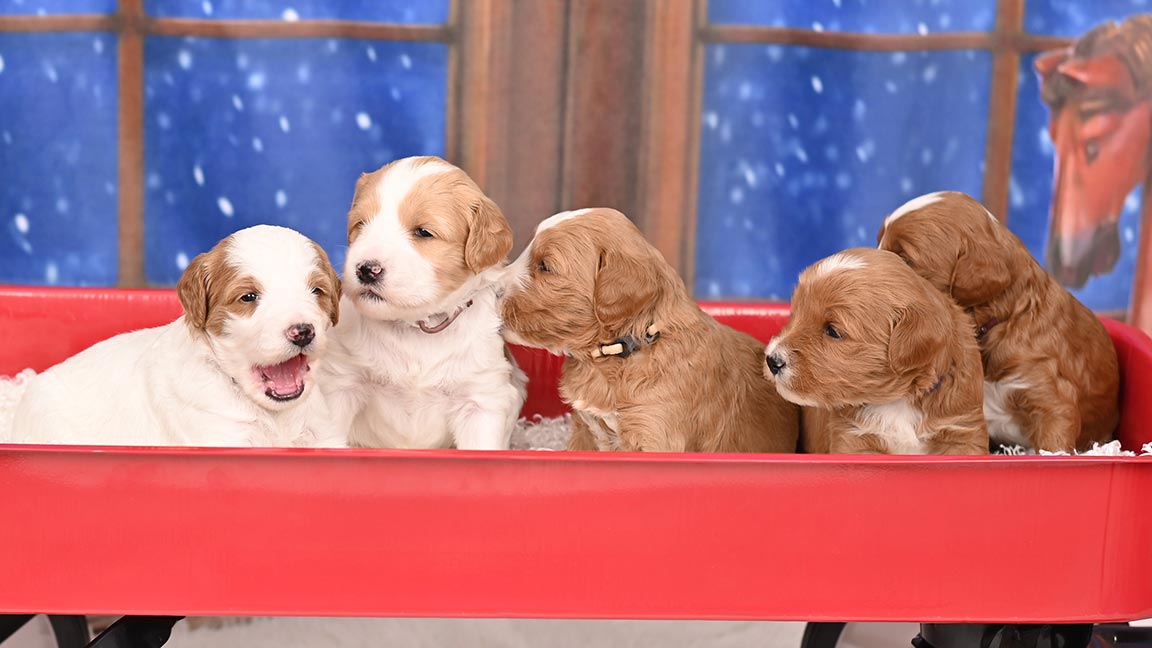 Goldendoodle puppies standing together on a red cart