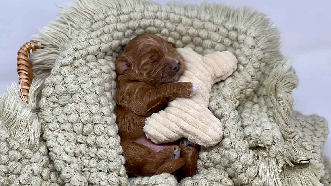 One of the dogs at Fox crekk Farm sleeping in a a cozy blanket with a bone-shaped toy