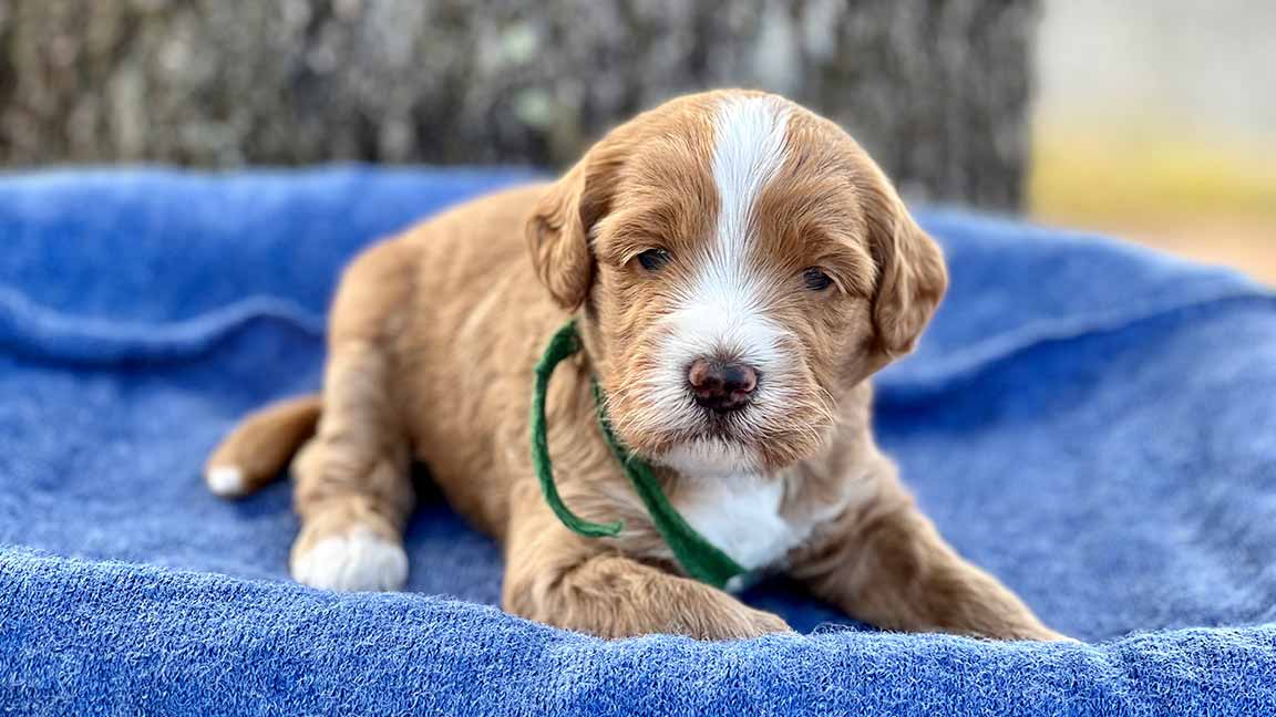 Dogs Are the Secret to Lower Stress banner Goldendoodle puppy for sale at Fox Creek Farm