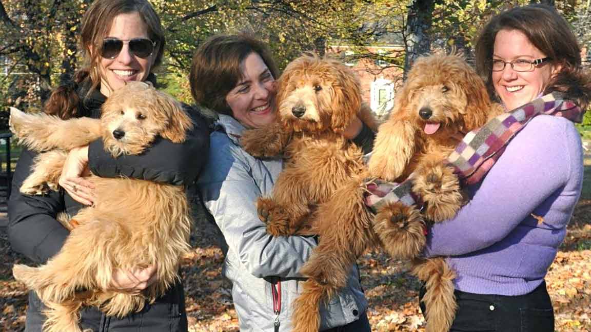 Three adult Goldendoodles in the arms of their owners