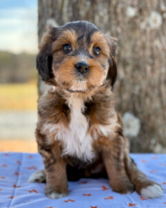 Bernedoodle puppy for sale standing on a blanket in front of a tree