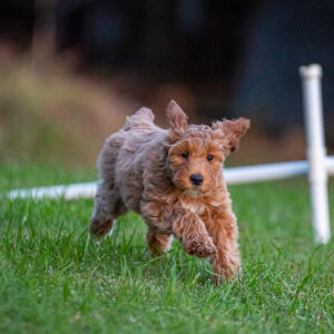 Healthy Goldendoodle running in the grass oustside