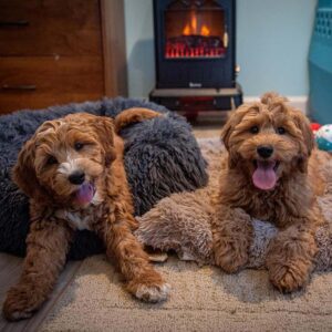 Two adult Goldendoodles from Fox Creek Farm, an ethical breeder who takes health seriously. They are standing in a living room, looking comfortable.