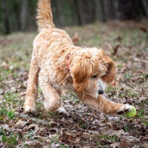 Goldendoodle dog playing outside