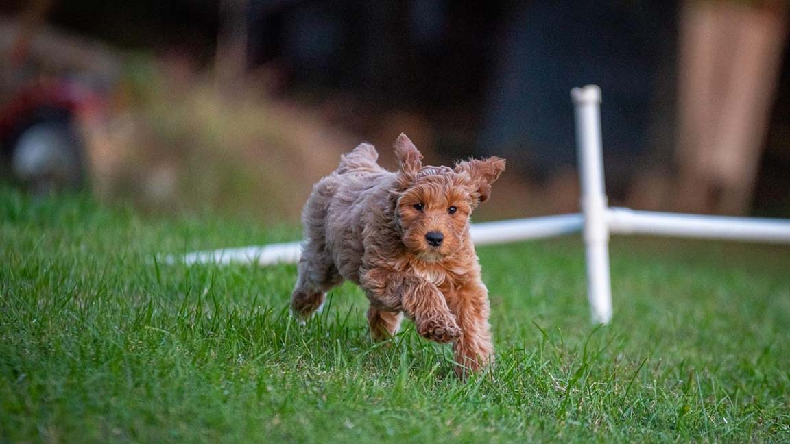 Goldendoodle running in the grass