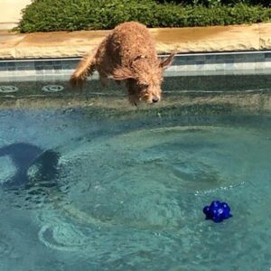 One of the doodles at Fox Creek Farm, jumping in the pool to go after a blue ball
