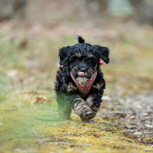 Bernedoodle puppy running in the forest