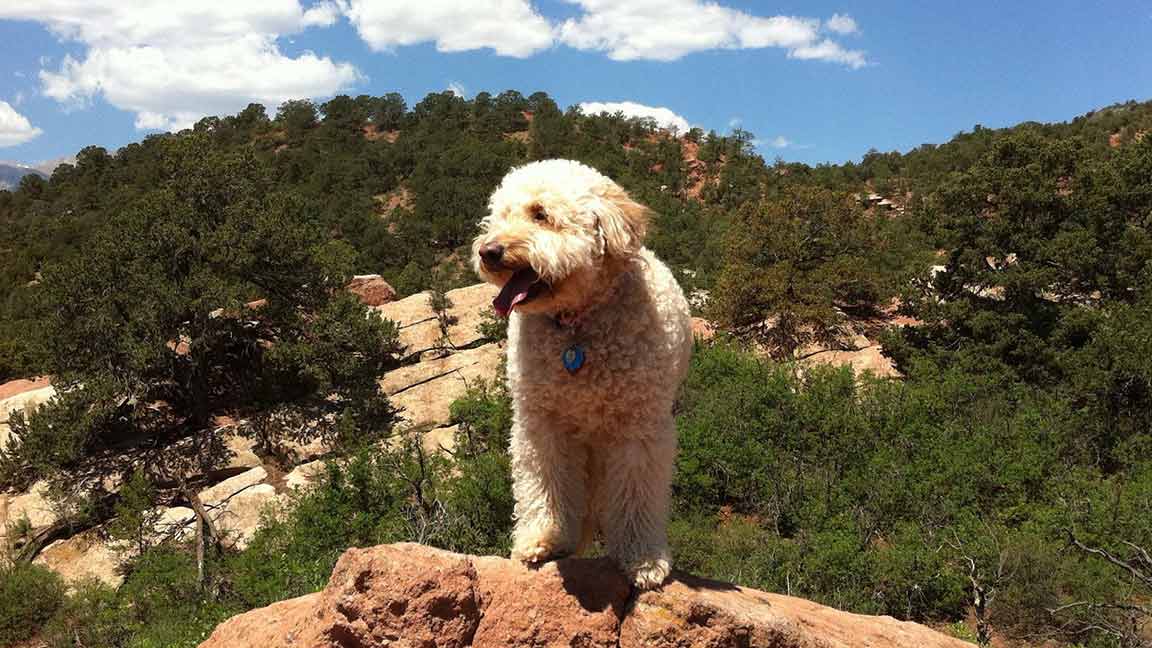 Adult Goldendoodle dog standing on a rock in a national park