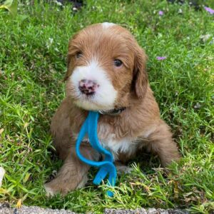 Doodle puppy sitting in the grass, with a blue collar