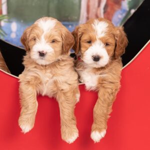 Two goldendoodle puppies standing next to each other inside of a red carriage