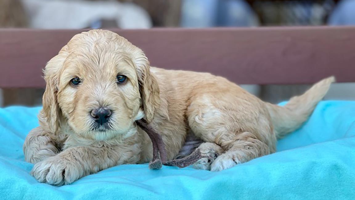 Goldendoodle puppy from a breeder who practices ethical breeding, Fox Creek Farm