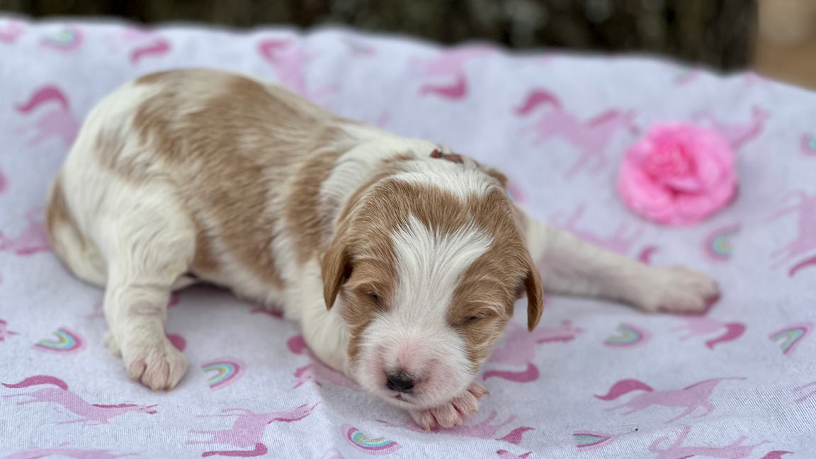 Goldendoodle puppy with a brown and white coat sleeping on a white blanket with pink details