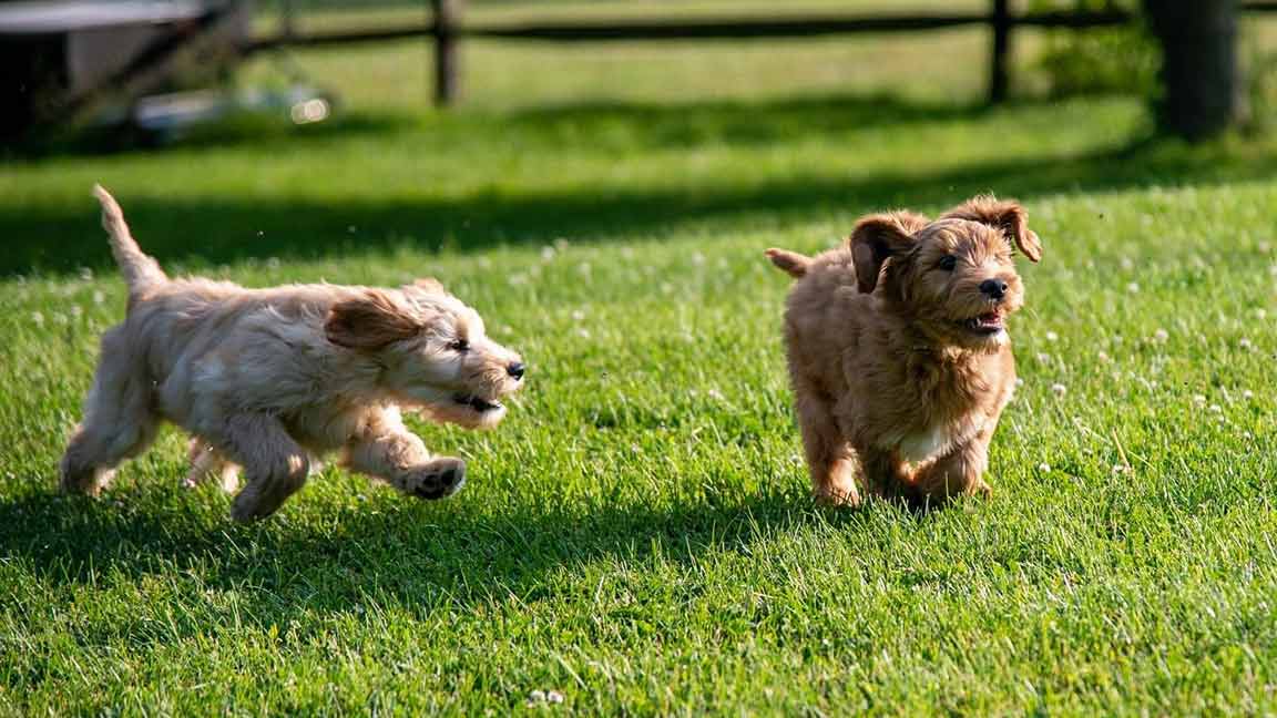Two mini Goldendoodle dogs running in the grass in a big field