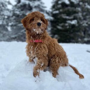 Goldendoodle adult dog with a red collar covered in snow, sitting in a snowy forest