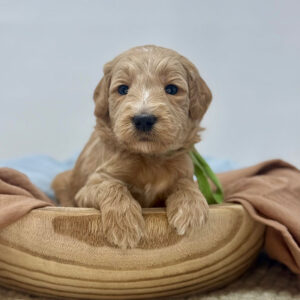 Goldendoodle puppy sitting in a wooden bowl