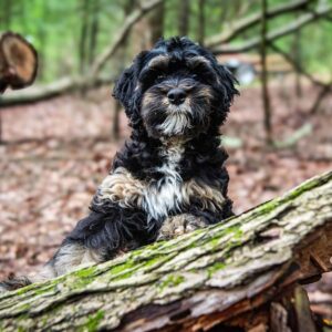 Bernedoodle dog playing hide and seek in a forest