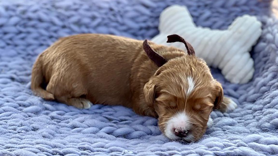 Puppy laying down on a textured blanket, part of the process of early neurological stimulation