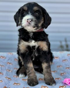 Bernedoodle puppy sitting on a white and orange blanket