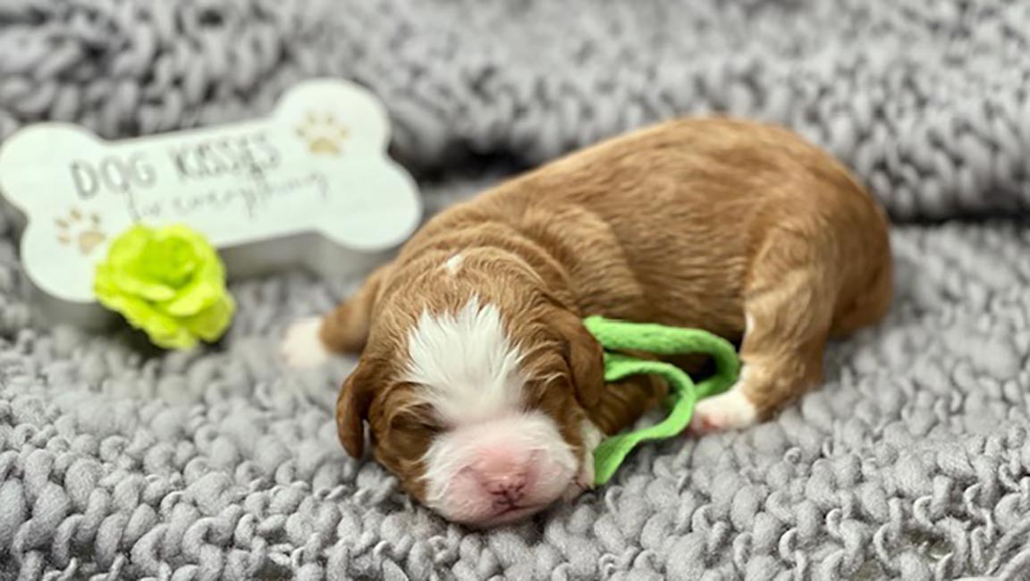 Goldendoodle puppy sleeping on a grey blanket