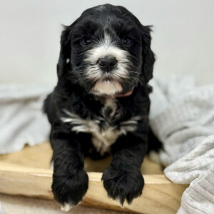 A black and white puppy lying down in a wooden tray, with a grey blanket over half of his body