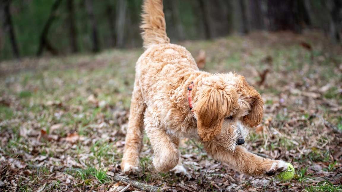 Goldendoodle adult dog playing outdoors