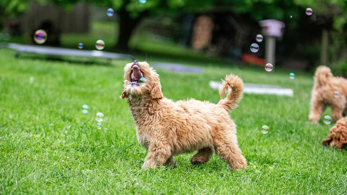 Goldendoodle playing in the grass, chasing a soap bubble