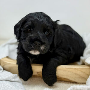 Black puppy with a relaxed dog body language