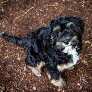 Berneododle sitting down and looking up
