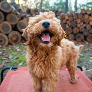 Goldendoodle with a positive dog body language, mouth open, tail wagging