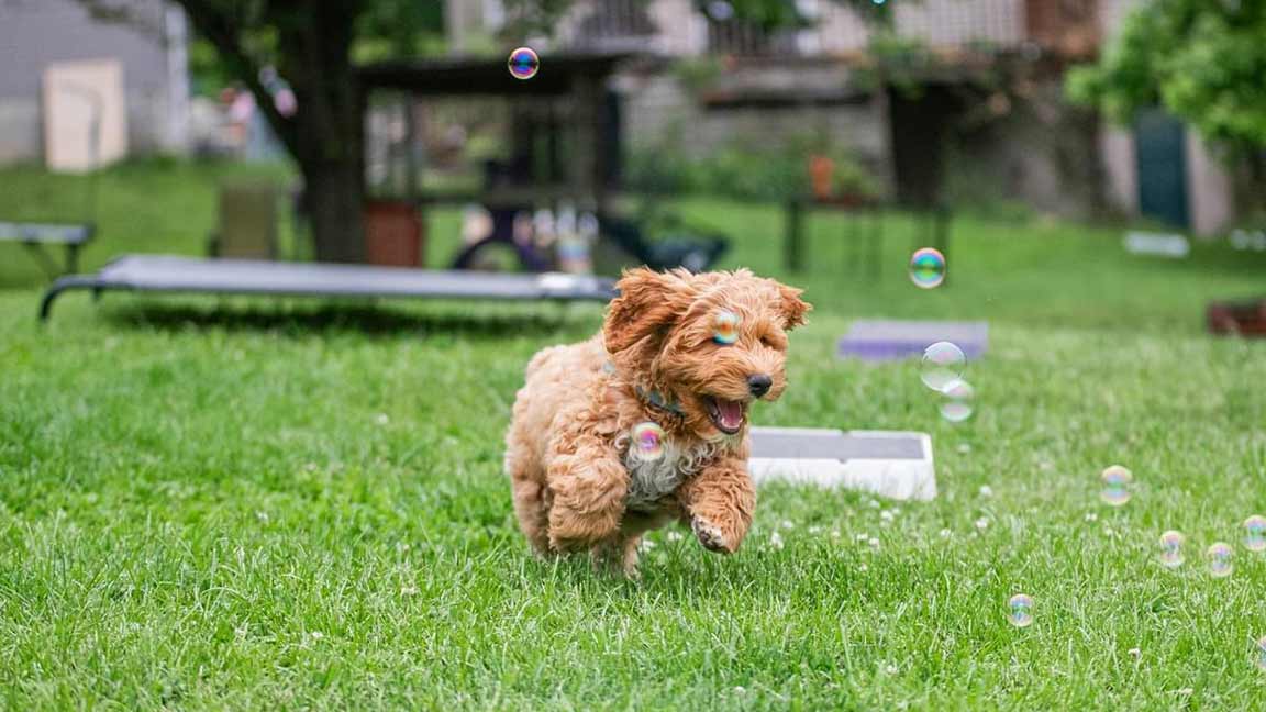 Goldendoodle puppy running after soap bubbles in the grass