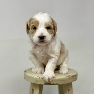 Puppy sitting on a wooden stool