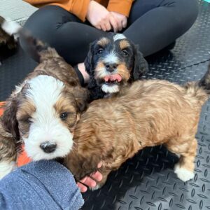 Two Bernedoodles licking their lips thinking about homemade treats