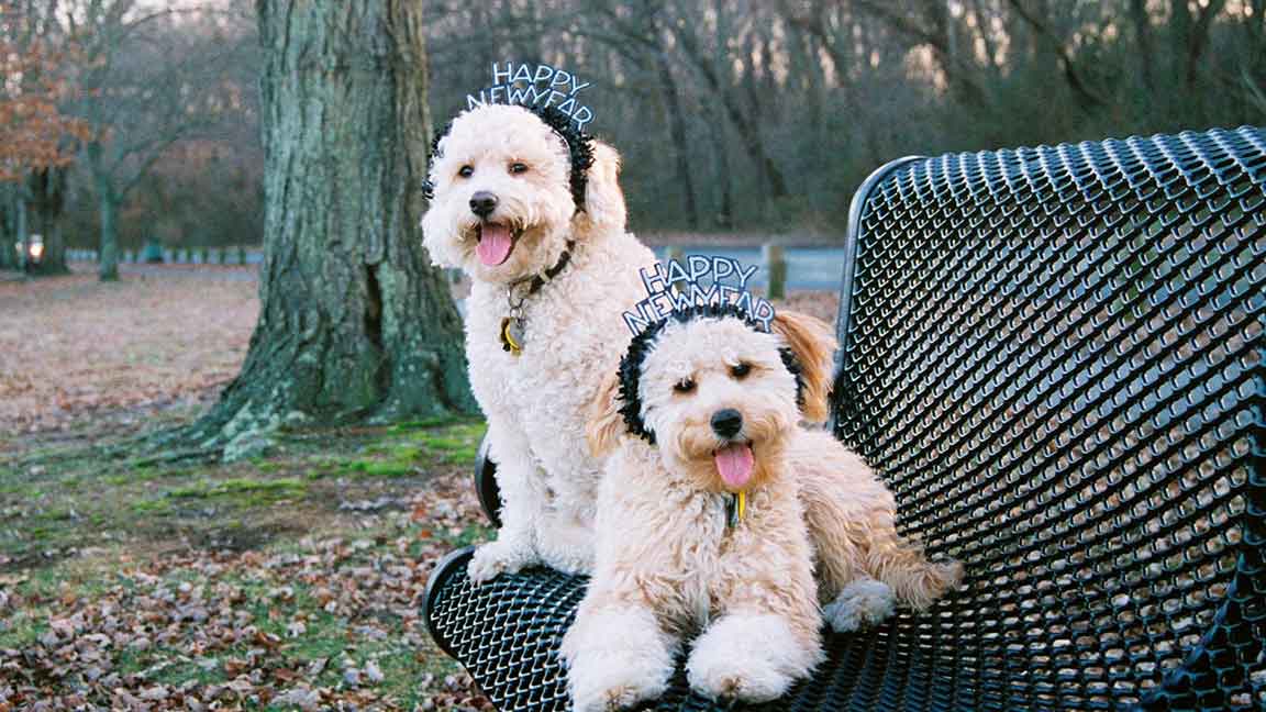 Two Goldendoodle adult dogs wearing holiday hats and sitting on a bench