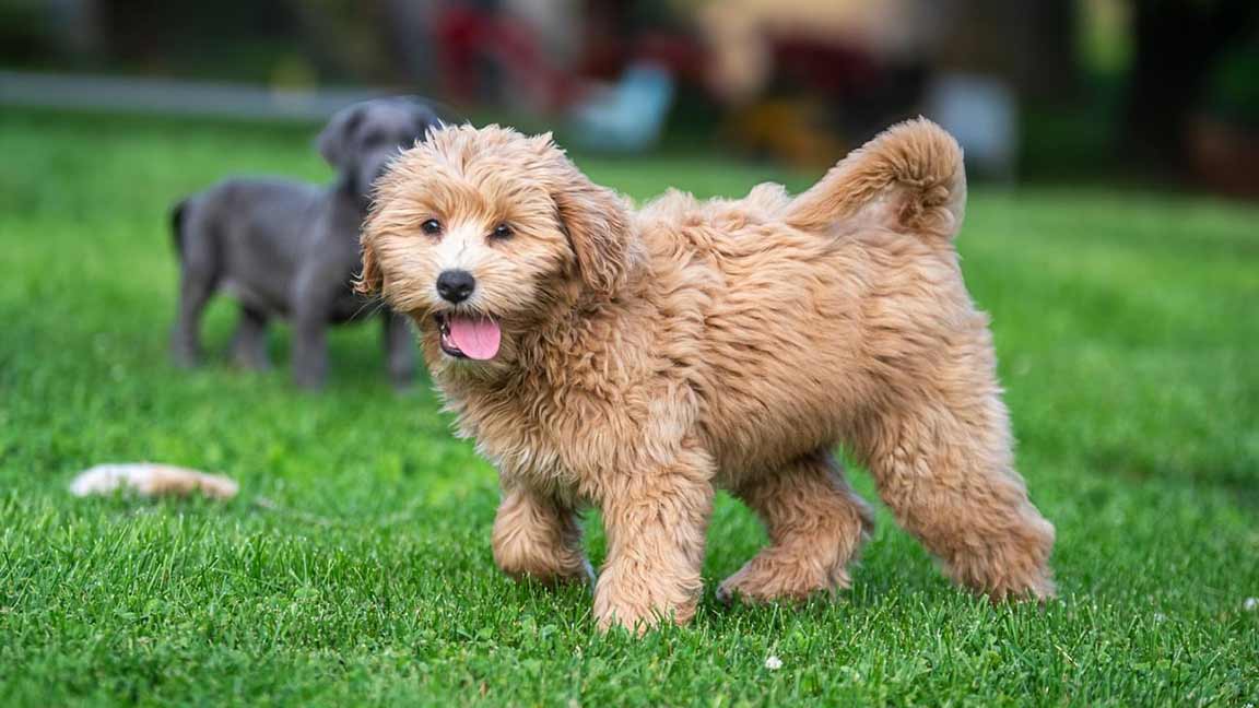 Goldendoodle running in the grass towards owner, who is holding delicious homemade treats