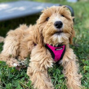 Goldendoodle waering a harness, waiting for owner in the grass