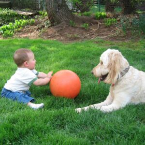 Baby playing with a Goldendoodle in the grass, pushing an orange ball towards the dog