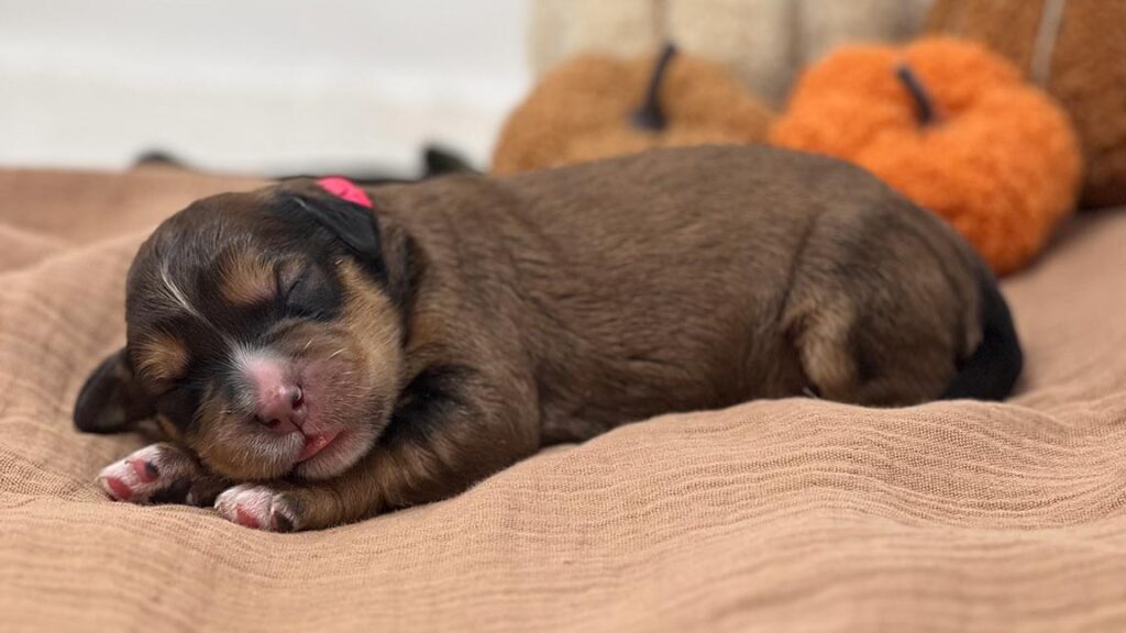 Bernedoodle puppy sleeping with pumpkins in the background